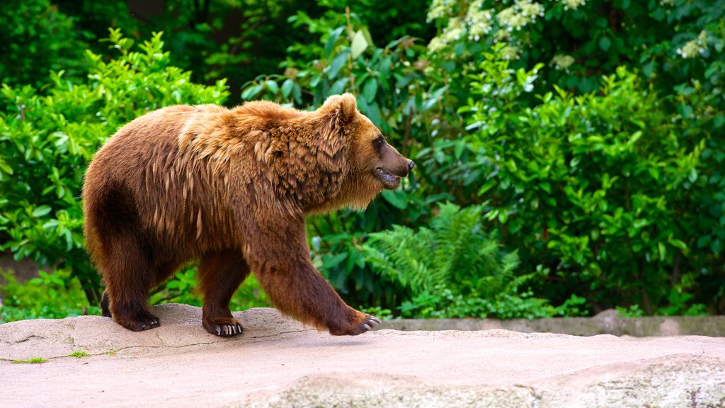 Hagenbeck Zoo ofreciendo animales del zoológico y animales peligrosos