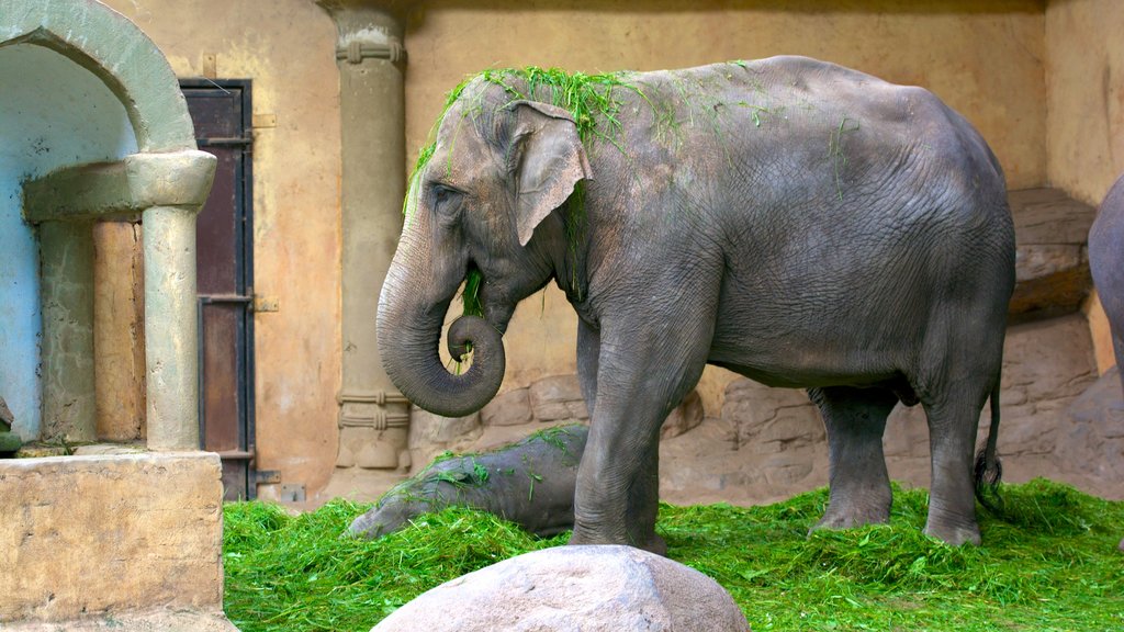 Zoológico de Hagenbeck que inclui animais de zoológico e animais terrestres