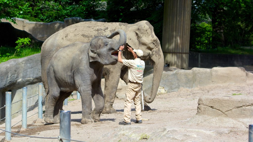 Zoológico de Hagenbeck caracterizando animais terrestres e animais de zoológico assim como um homem sozinho