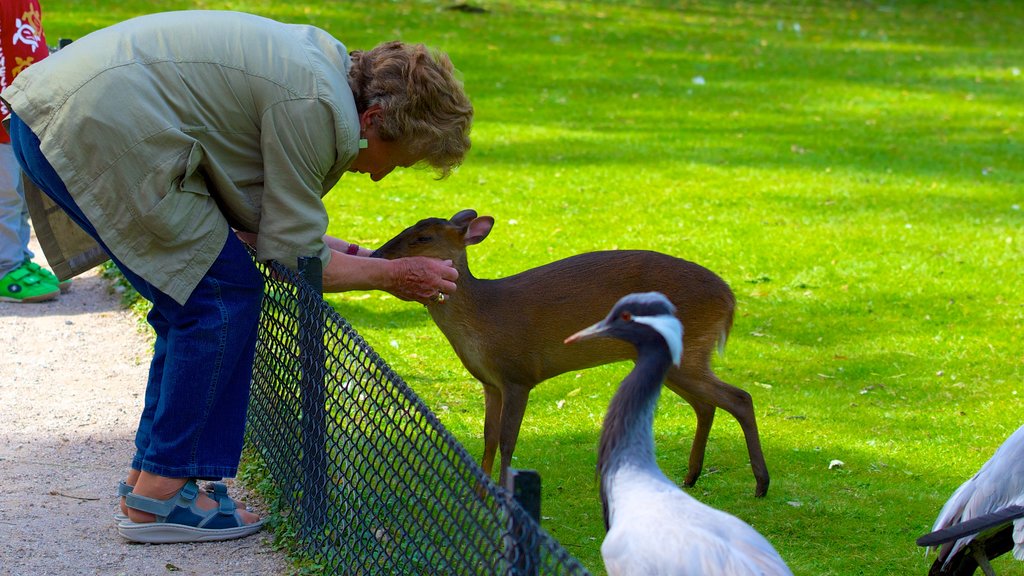 Hagenbeck Zoo ofreciendo animales del zoológico y animales tiernos y también una mujer