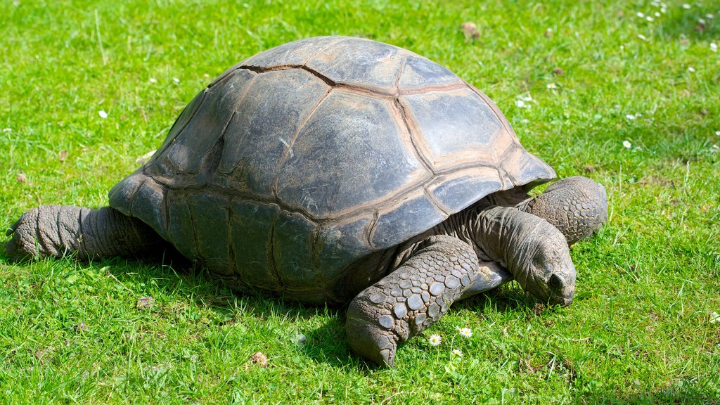 Hagenbeck Zoo featuring zoo animals and animals