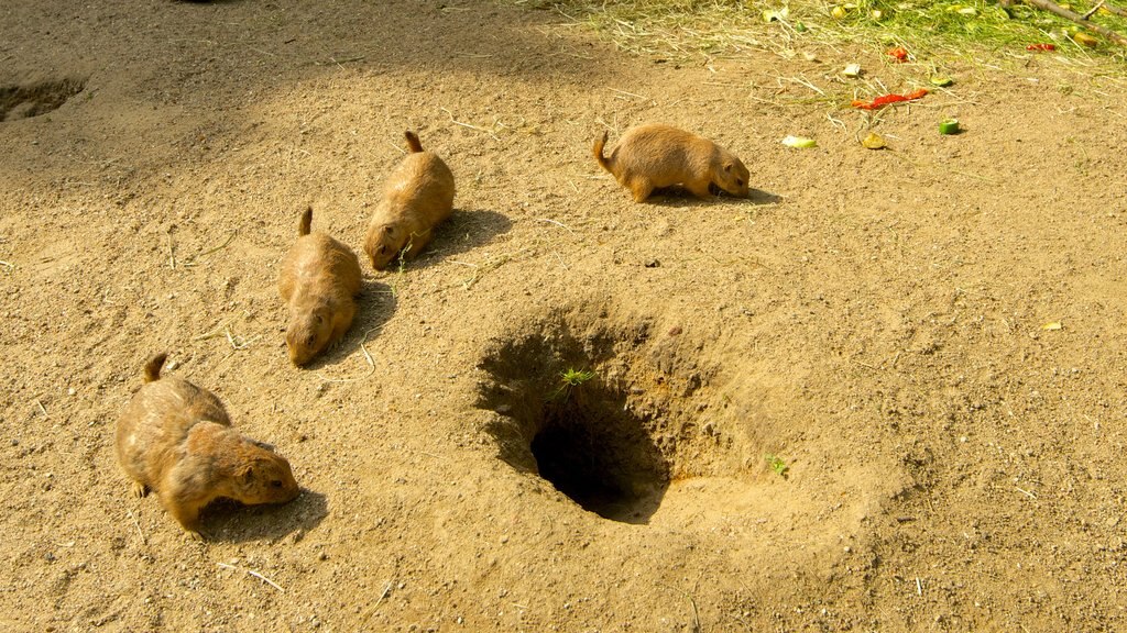 Zoológico de Hagenbeck caracterizando animais de zoológico e animais fofos ou amigáveis