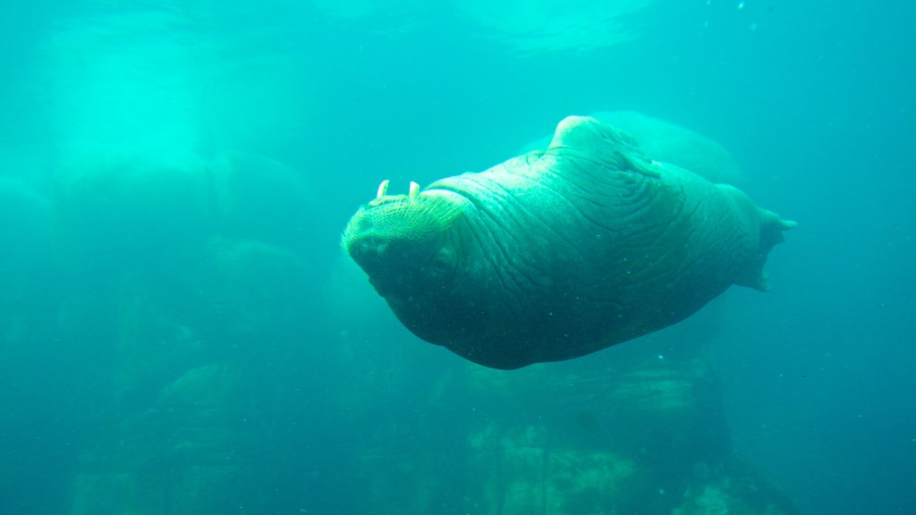 Hagenbeck Zoo showing marine life and zoo animals