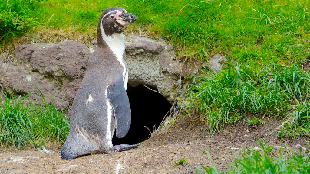 Hagenbeck Zoo ofreciendo animales de zoológico y animales