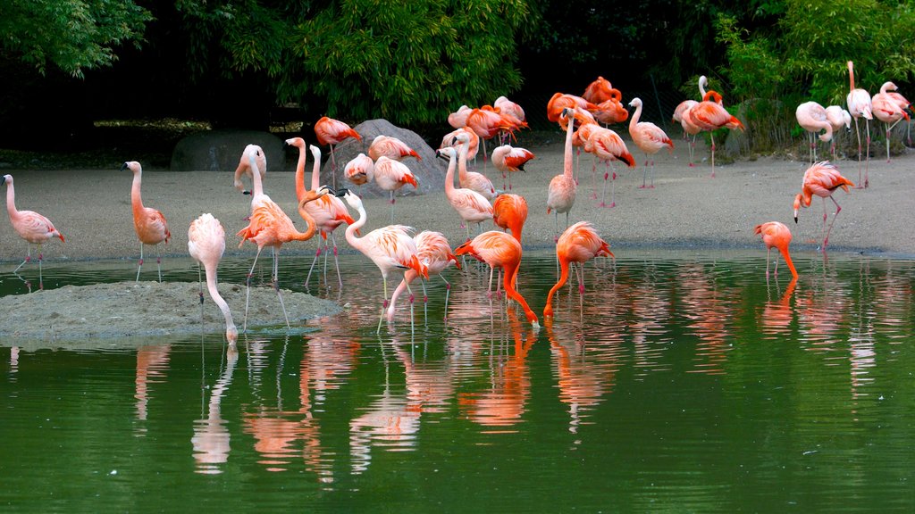 Zoológico de Hagenbeck mostrando animais de zoológico e vida das aves