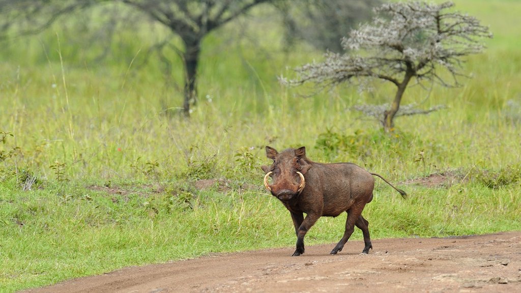 Kenya som inkluderer landdyr