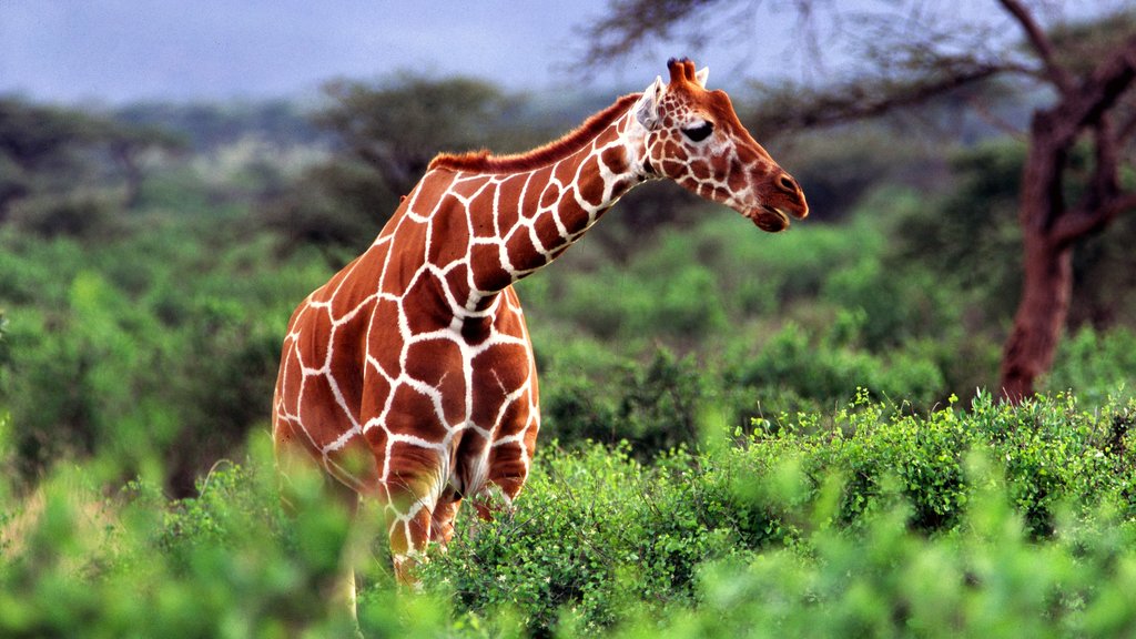 Nairobi showing land animals