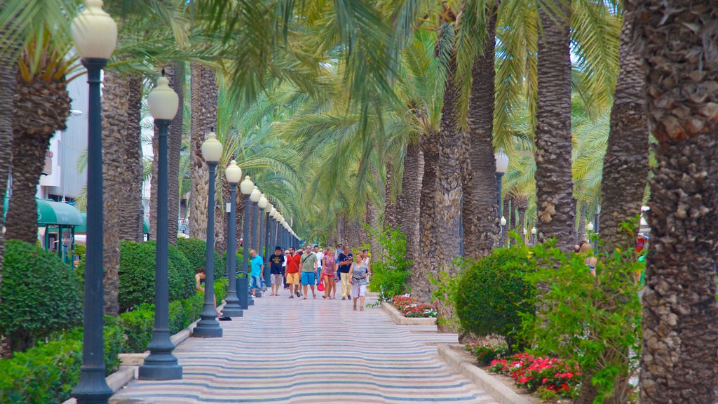 Explanada de Espana showing tropical scenes and street scenes