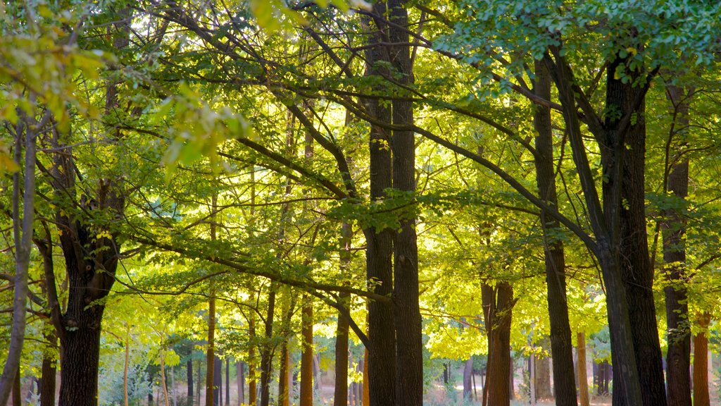 Casa de Campo que inclui um parque