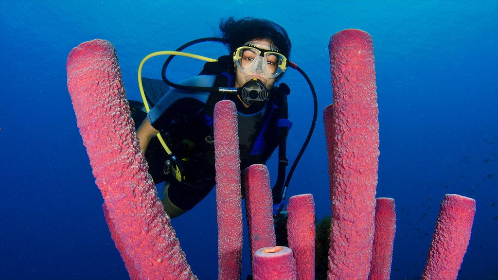 Willemstad mostrando recifes coloridos e mergulho assim como uma mulher sozinha