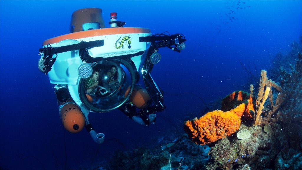 Willemstad showing diving and coral