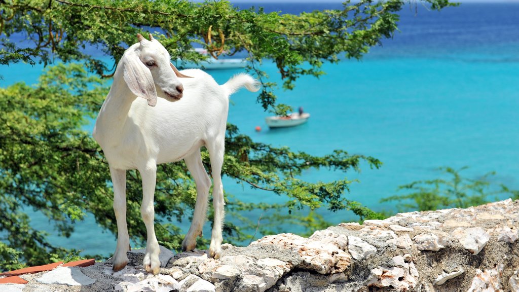 Willemstad showing cuddly or friendly animals, views and general coastal views