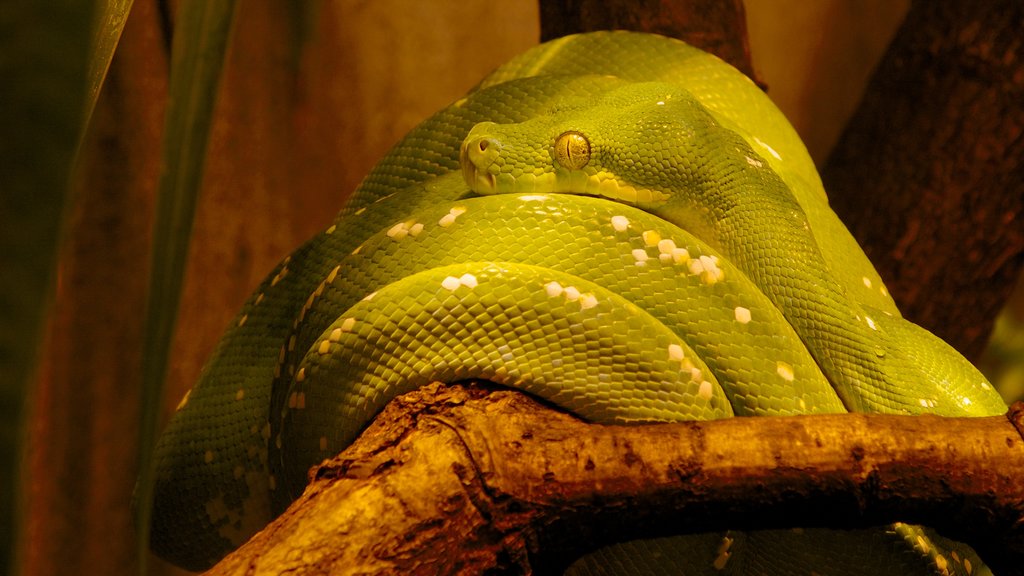 Château de Malmö montrant animaux dangereux et animaux du zoo