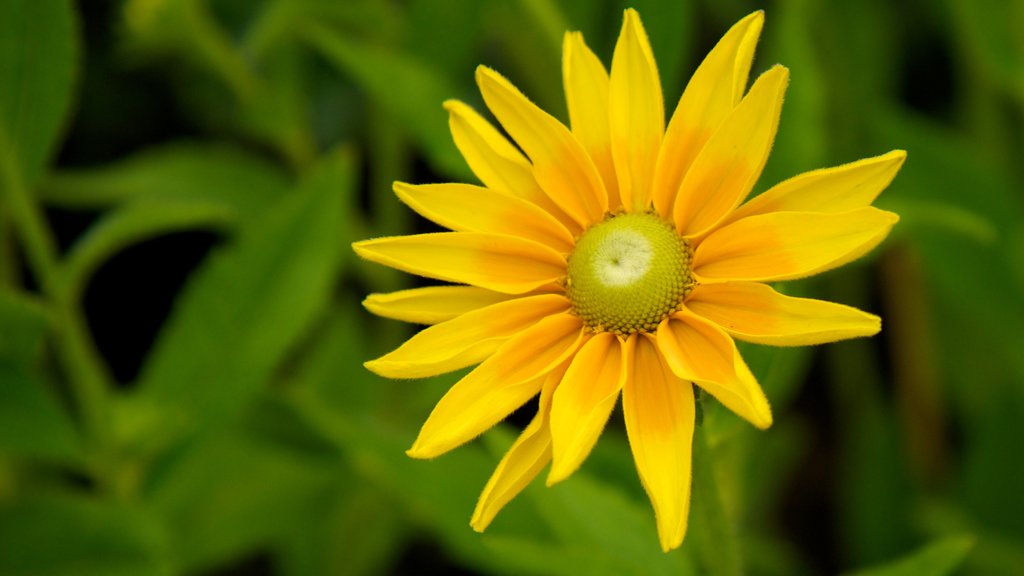 Botanische tuinen inclusief bloemen