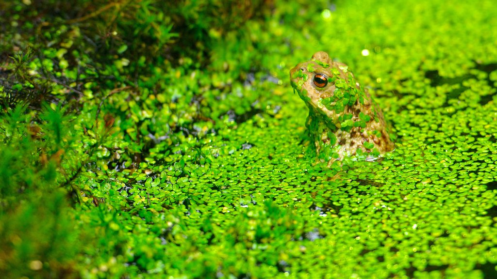 Universeum que incluye animales