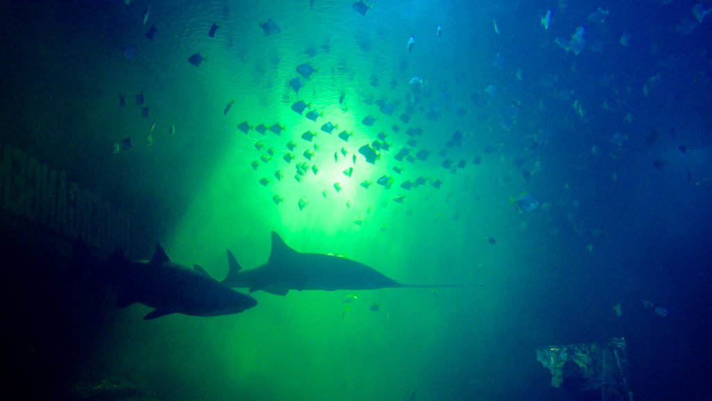 Universeum featuring marine life