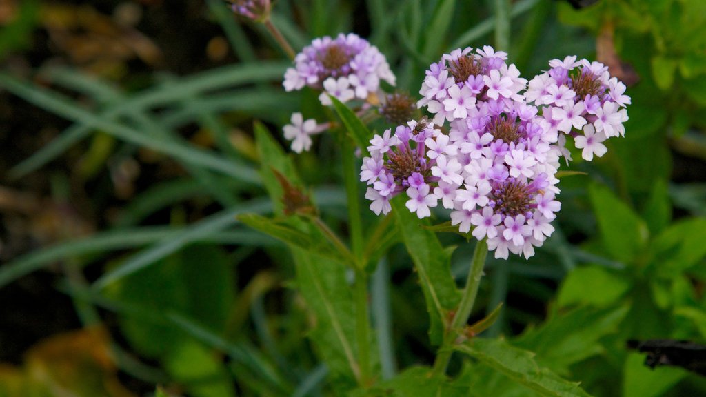 Castle Park showing flowers