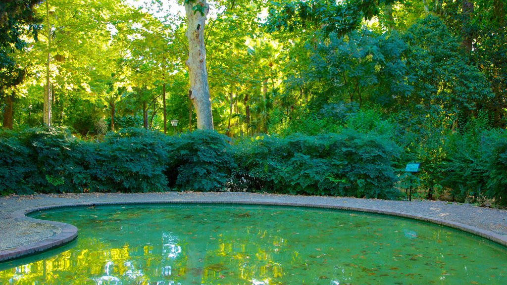 Parque de María Luisa ofreciendo un jardín y un estanque