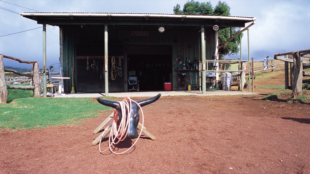 Parker Ranch Center showing farmland