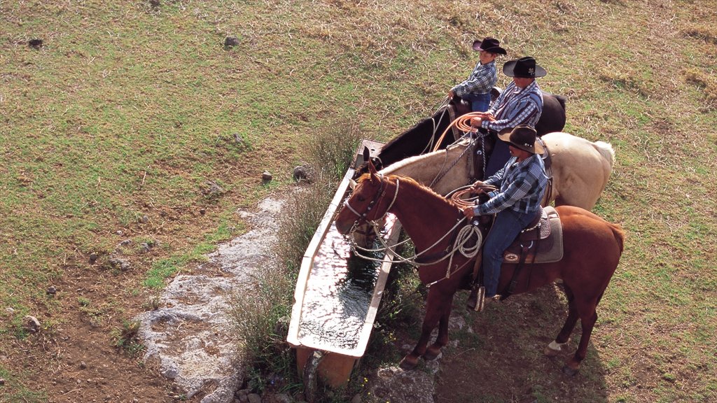 Parker Ranch Center featuring land animals and horse riding as well as a small group of people