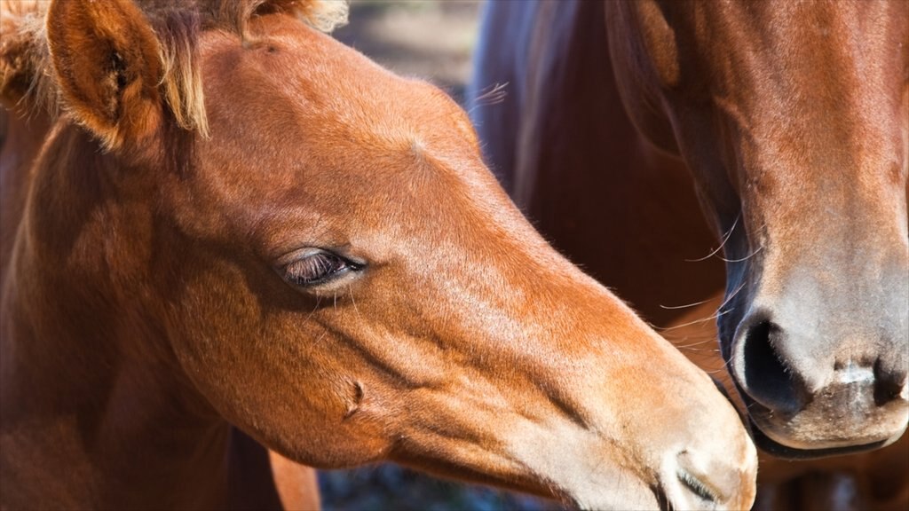 Hawai que incluye animales terrestres