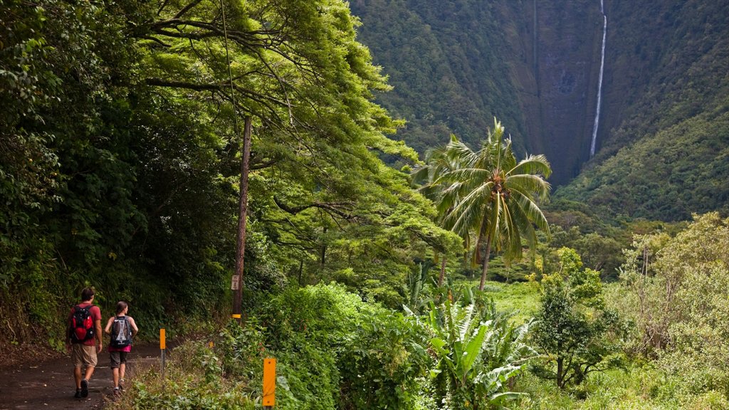 Honokaa que incluye caminatas y selva y también una pareja