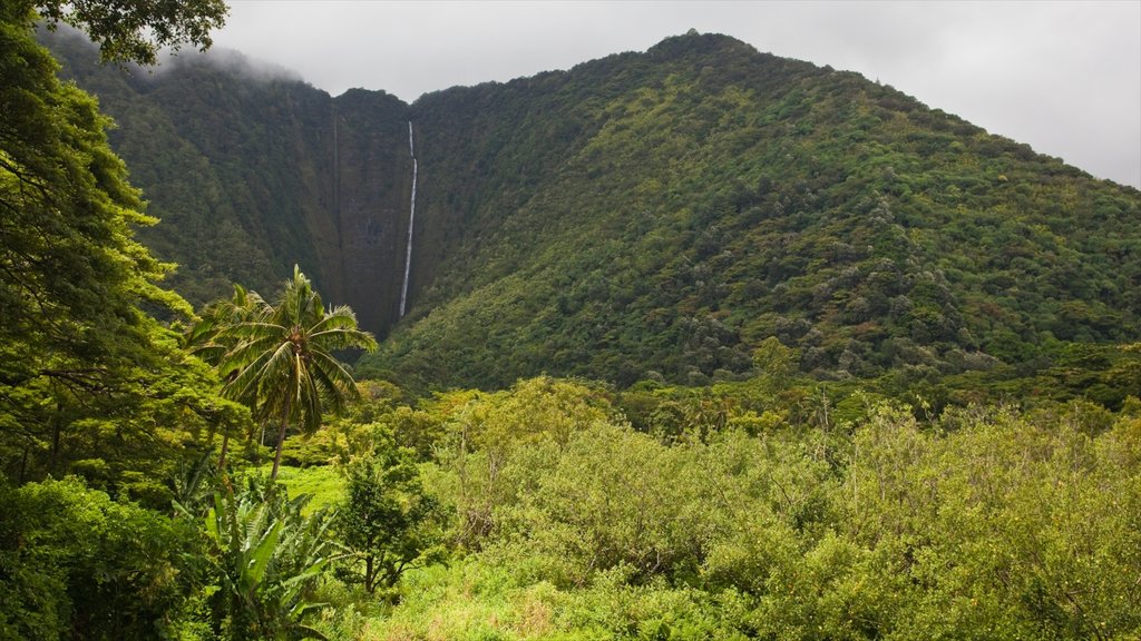 Honokaa showing a waterfall, mountains and rainforest