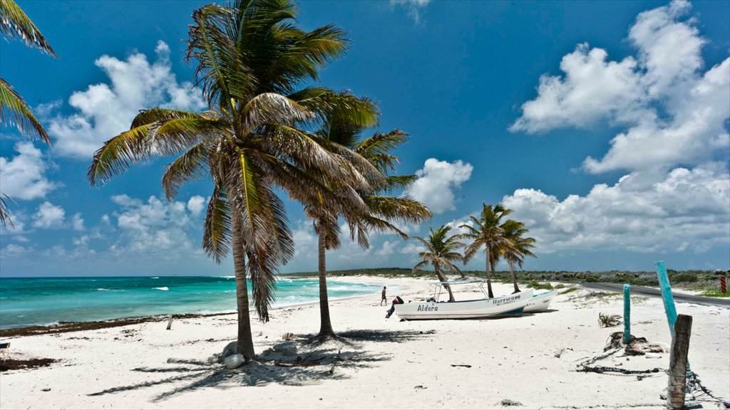 Cozumel que incluye escenas tropicales, vistas generales de la costa y una playa