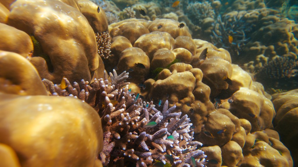 Ko Surin National Park featuring coral