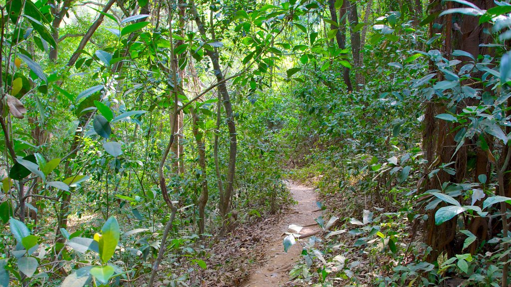 Arambol Sweet Water Lake showing rainforest