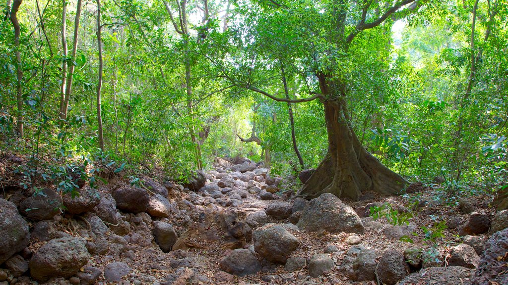 Lago de agua dulce de Arambol que incluye bosque tropical