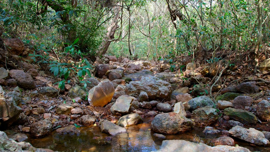 Arambol Sweet Water Lake which includes a river or creek and rainforest