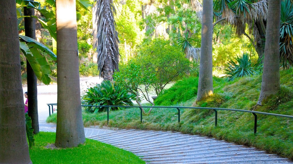 Botanical Garden showing a garden