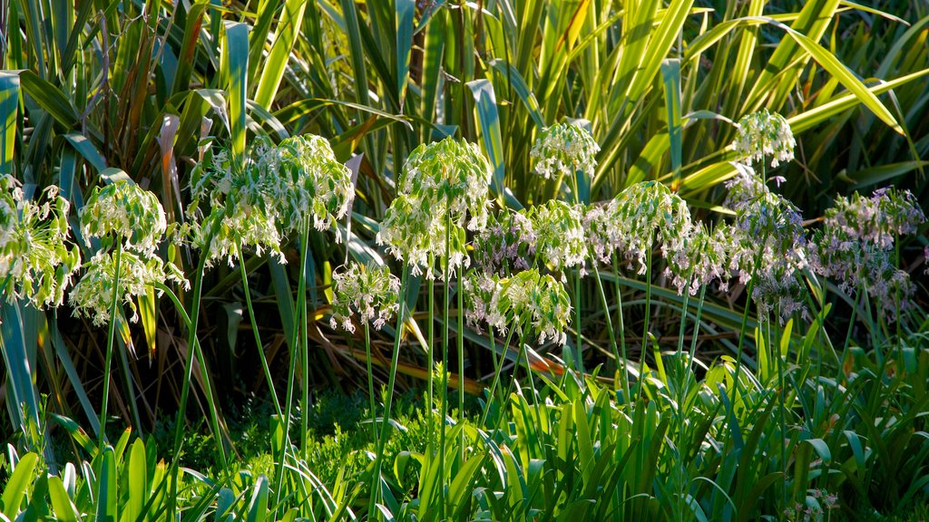 Jardín Botánico que incluye flores silvestres, flores y un parque