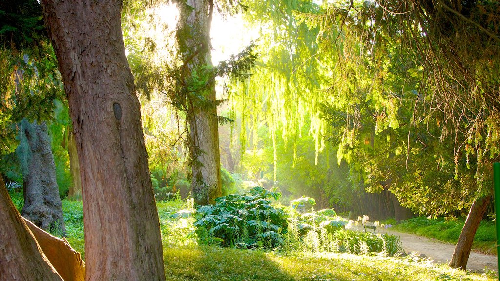 Jardín Botánico ofreciendo un parque