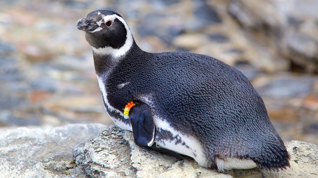 Lisbon Oceanarium showing marine life and bird life