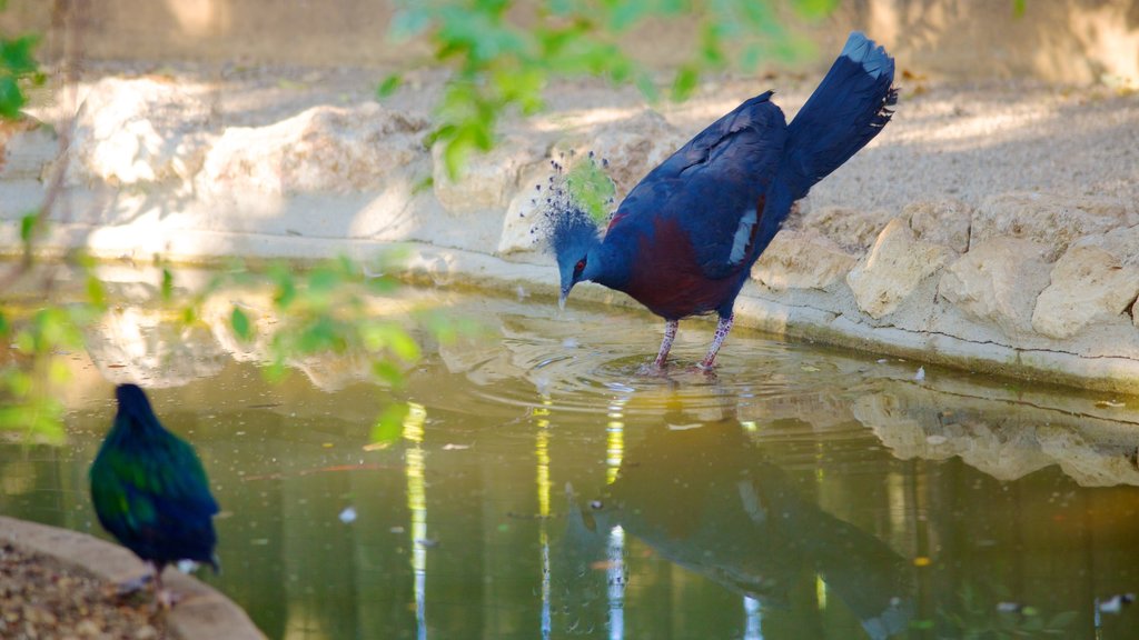 Zoológico de Lisboa mostrando animales del zoológico, vida de las aves y un estanque