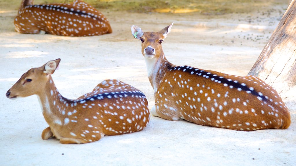 Lisbon Zoo featuring zoo animals and land animals