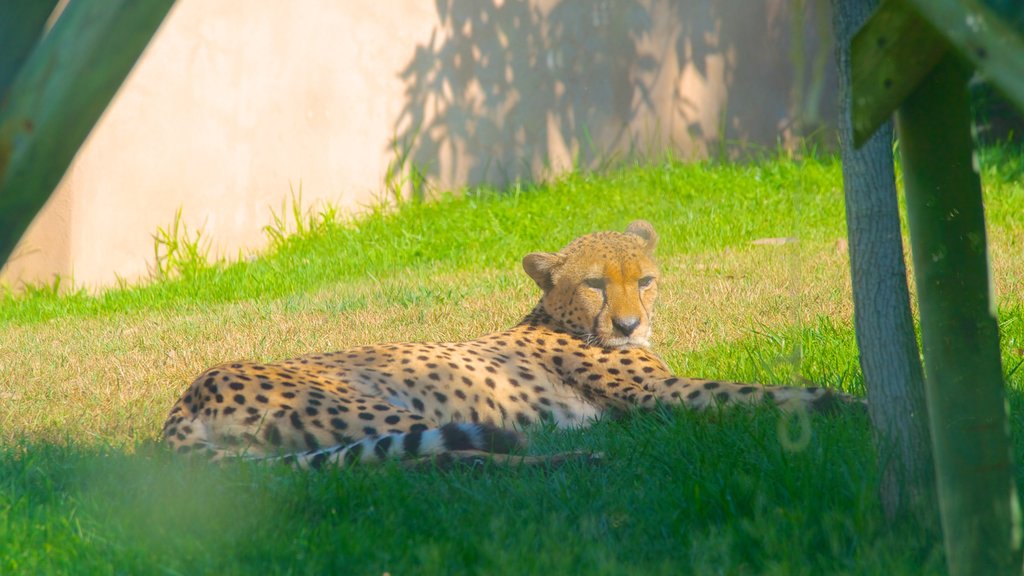 Lisbon Zoo featuring zoo animals and dangerous animals