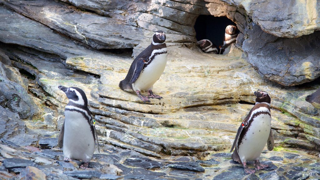 Lisbon Oceanarium featuring bird life and marine life