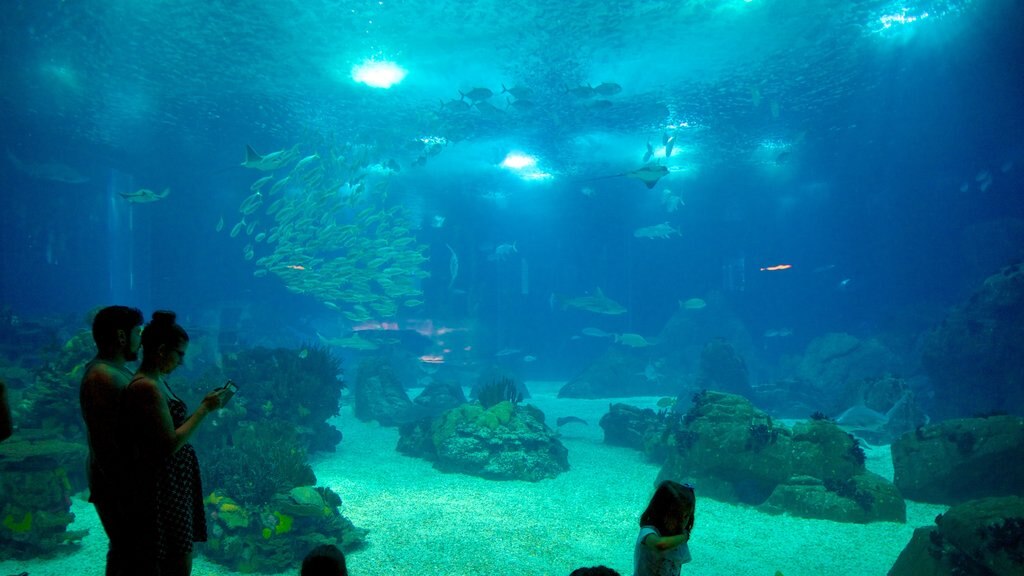 Oceanario de Lisboa ofreciendo vista interna y vida marina y también una pareja