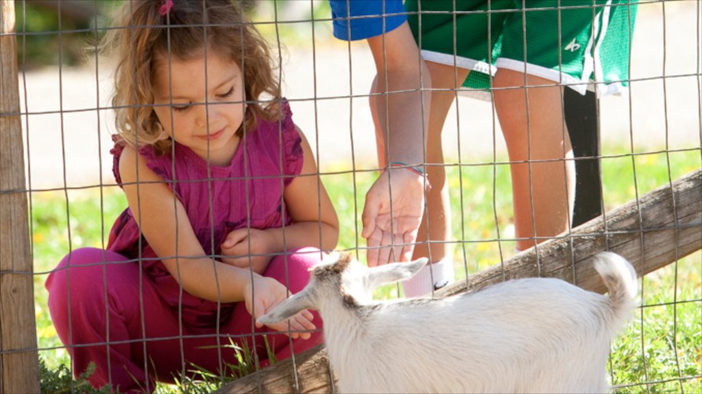 Bismarck ofreciendo animales domésticos y también un niño