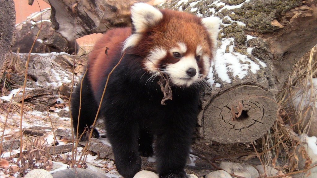 Fargo ofreciendo animales