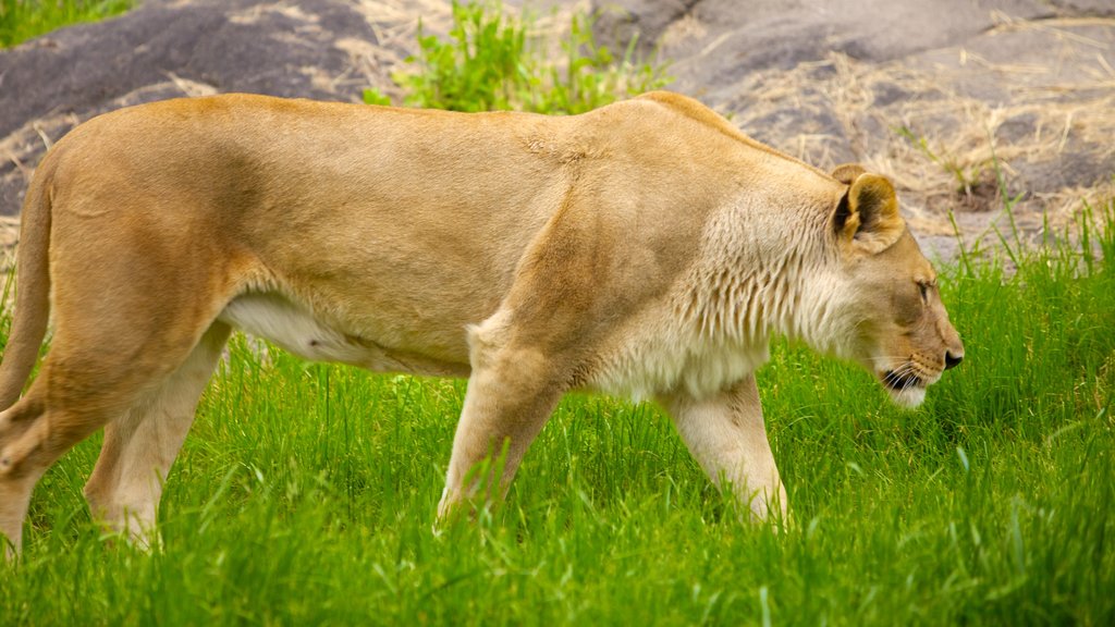 Dierentuin Woodland Park toont gevaarlijke dieren en dierentuindieren