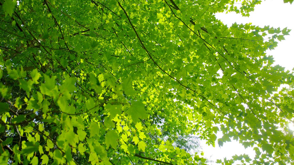 Seattle showing a park