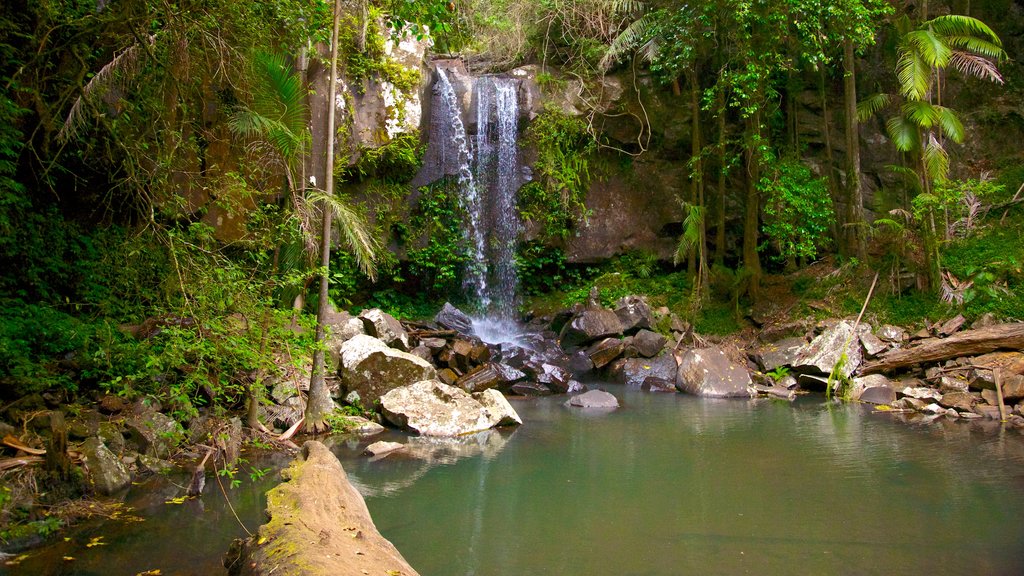 Mount Tamborine montrant rivière ou ruisseau, lac ou étang et cascade