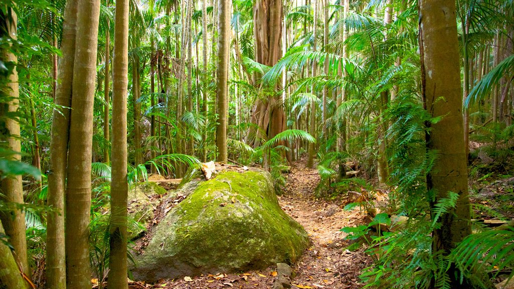 Sección Palm Grove del Parque Nacional Tamborine que incluye imágenes de bosques