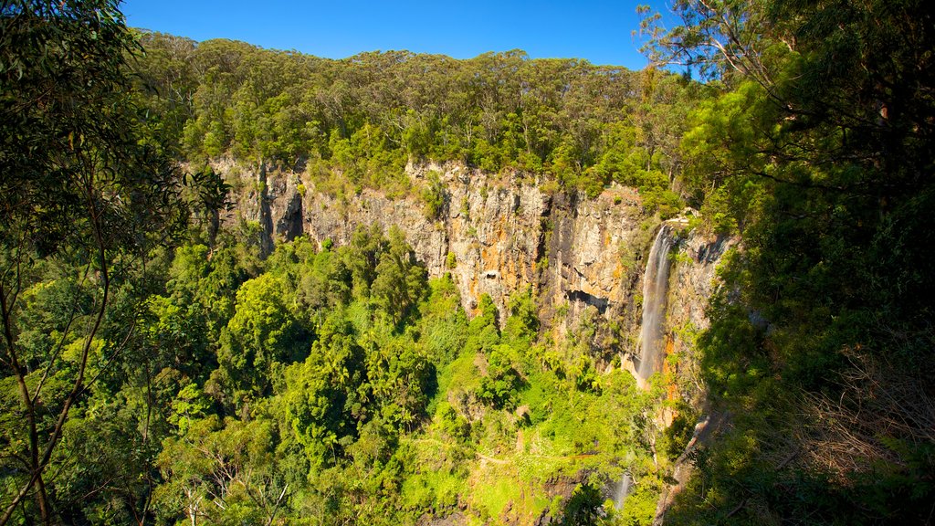 Springbrook National Park showing forest scenes and a gorge or canyon