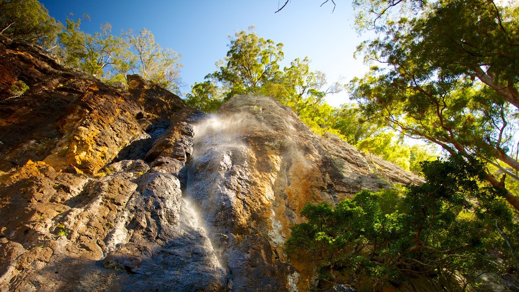 Springbrook Nationalpark som omfatter udsigt over landskaber