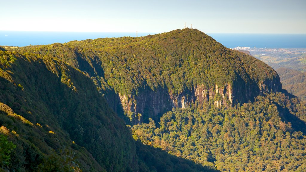 Springbrook Nationalpark som viser udsigt over landskaber og skovområder